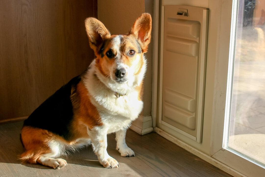 Wagz go smart door sale